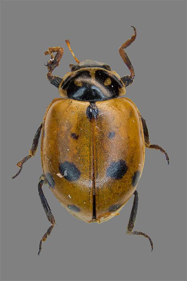 Ver�nderlicher Marienk�fer Hippodamia variegata