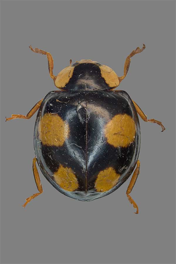 Asiatischer Marienk�fer Harmonia axyridis