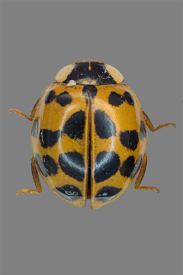 Asiatischer Marienk�fer Harmonia axyridis