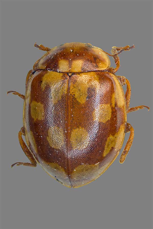 Myrrha octodecimguttata