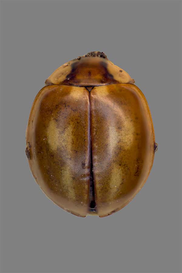 L�ngsstreifiger Marienk�fer Myzia oblongoguttata