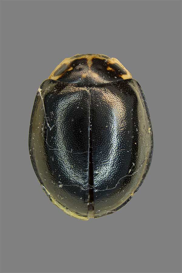 Oenopia impustulata