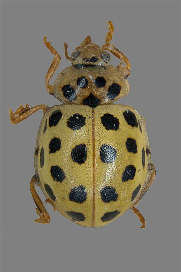 Psyllobora vigintiduopunctata