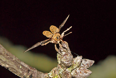 Eichelbohrer Curculio glandium