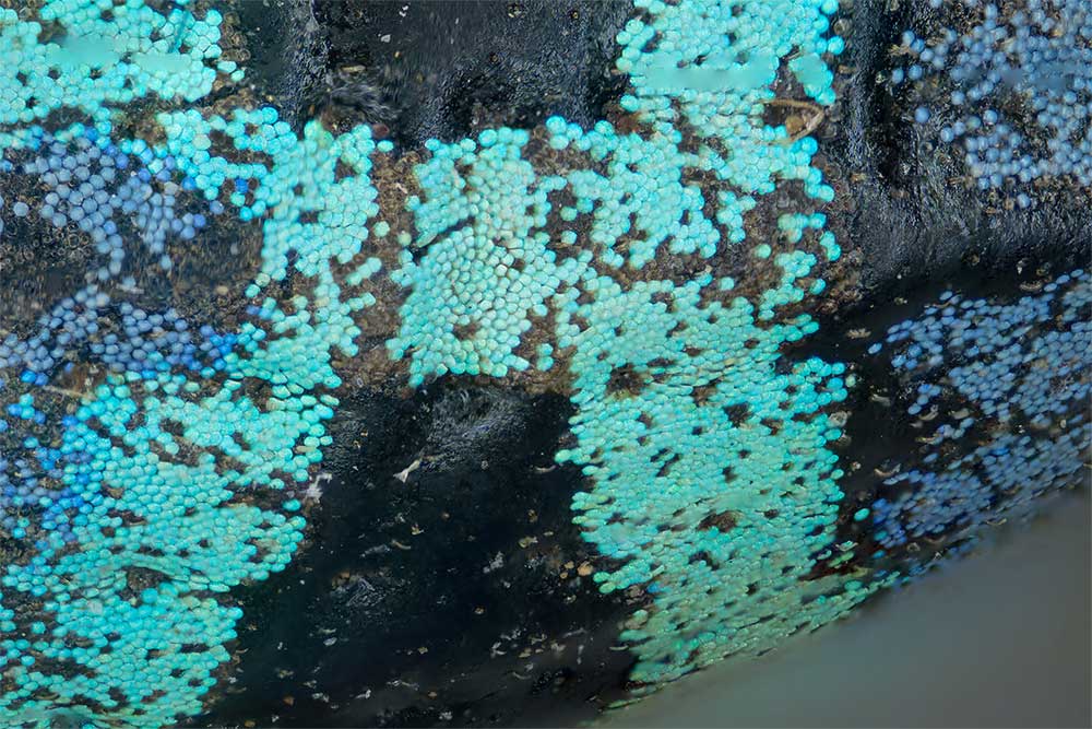 Schuppen auf den Fl�geldecken von E. benetti