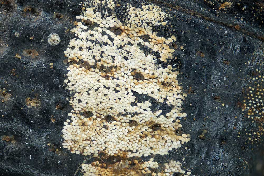 Schuppen auf den Fl�geldecken von E. albofasciatus