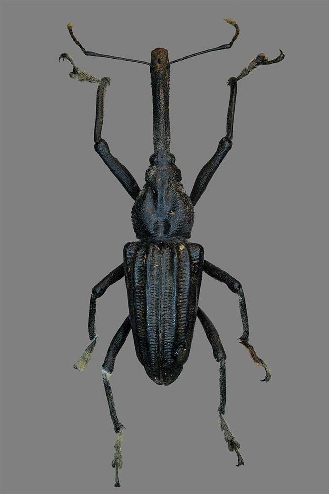 Vanapa oberthuri aus Neuguinea