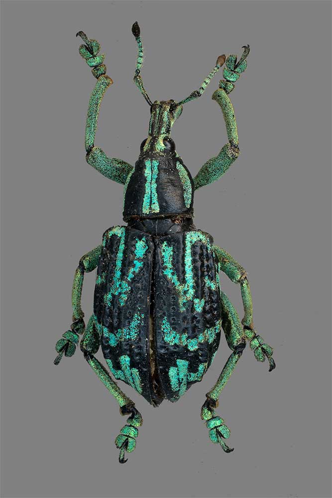 Eupholus browni