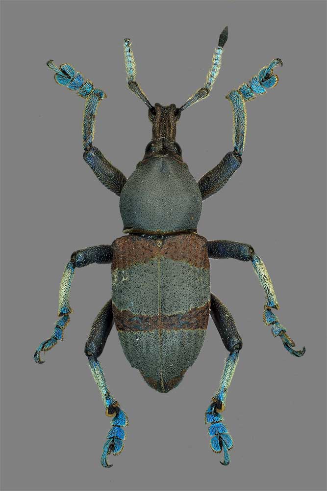 Eupholus dehuyi