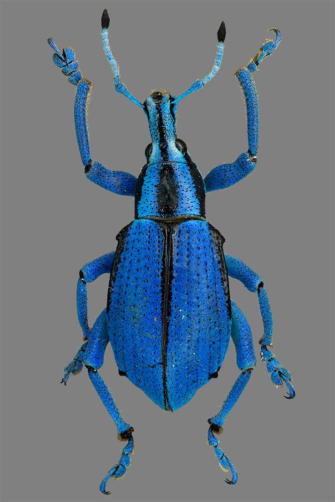 Eupholus loriae