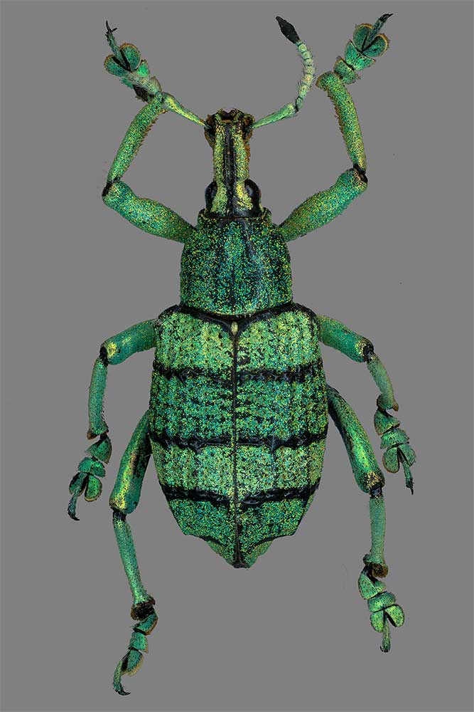 Eupholus schoenherri