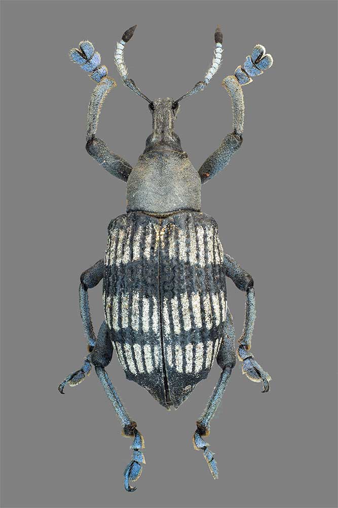 Eupholus vethi
