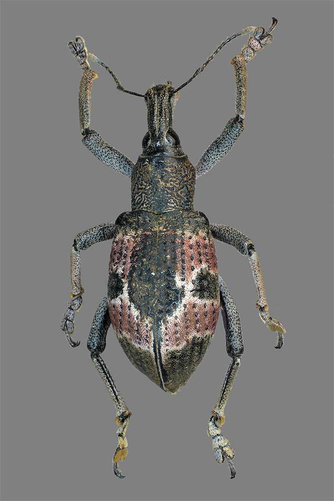 Rhinoscapha spec. aus Neuguinea