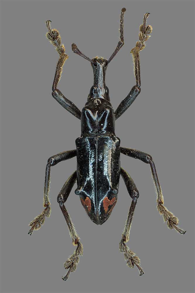 Gymnopholus spec.