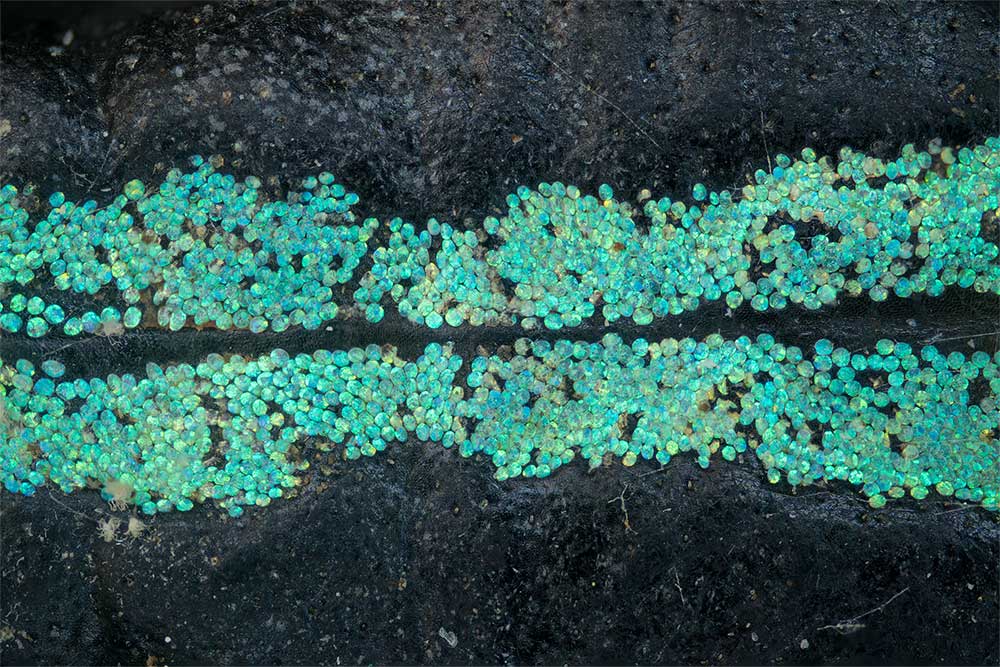 Schuppen Eupholus browni