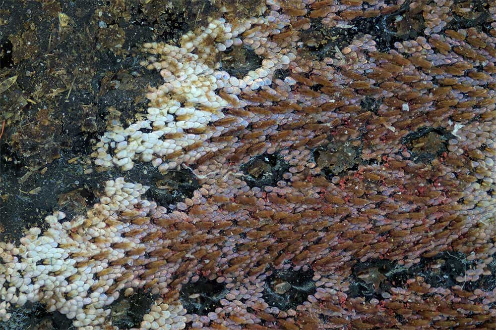 Fl�geldecken Rhinoscapha spec. 