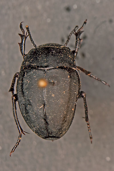 Schwarzk�fer Erodius goryi