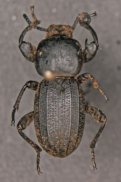 Schwarzk�fer Scaurus punctatus