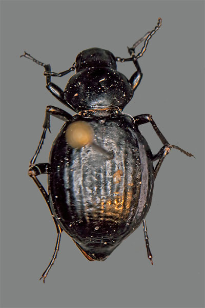 Schwarzk�fer Tentyria andalusia