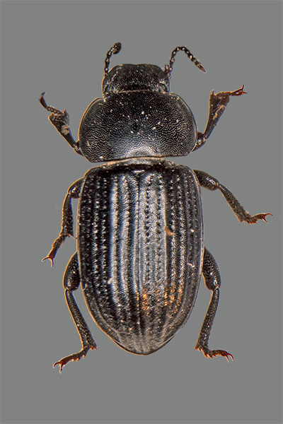 Schwarzk�fer Heliopates ibericus