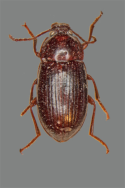 Nalassus laevioctostriatus