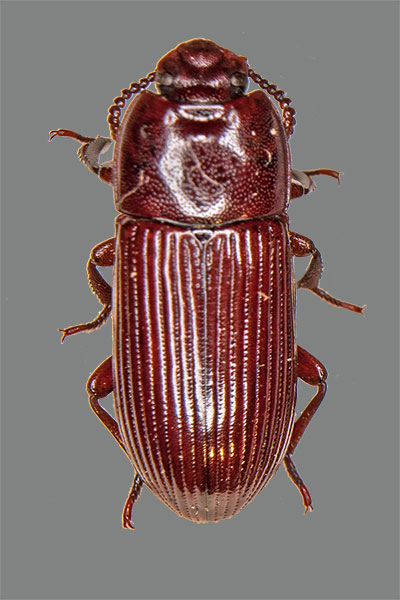 Schwarzk�fer Uloma culinaris