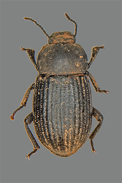 Micrositus ulyssiponensis