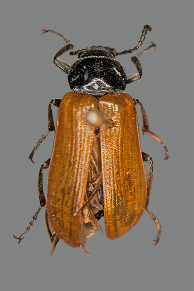 Pflanzenk�fer Omophlus spec.