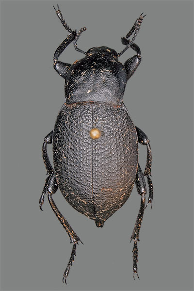 Totenk�fer Blaps reflexa