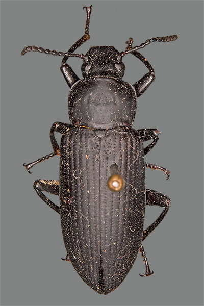 Schwarzk�fer Zophobas opacus