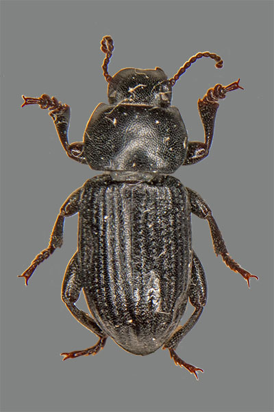 Schwarzk�fer Phylan gibbus