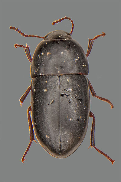 Crypticus quisquillus