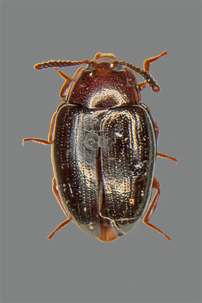 Metallfarbener Schwarzk�fer