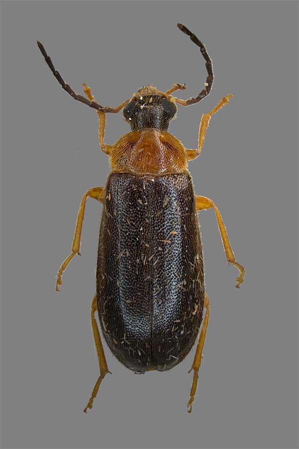 Gliederfüsser Arthropoda