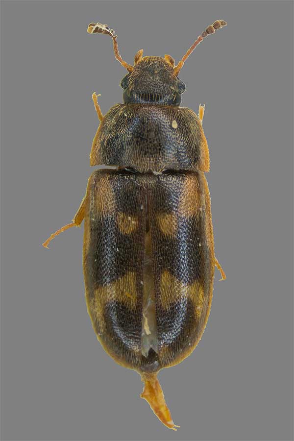 Litargus connexus