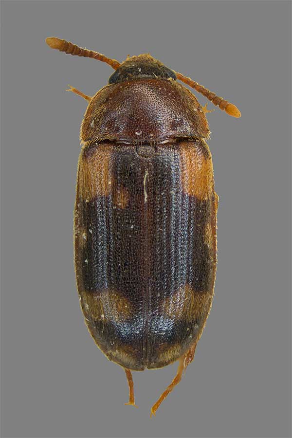 Mycetophagus piceus