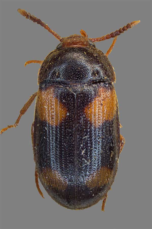 Mycetophagus quadripustulatus