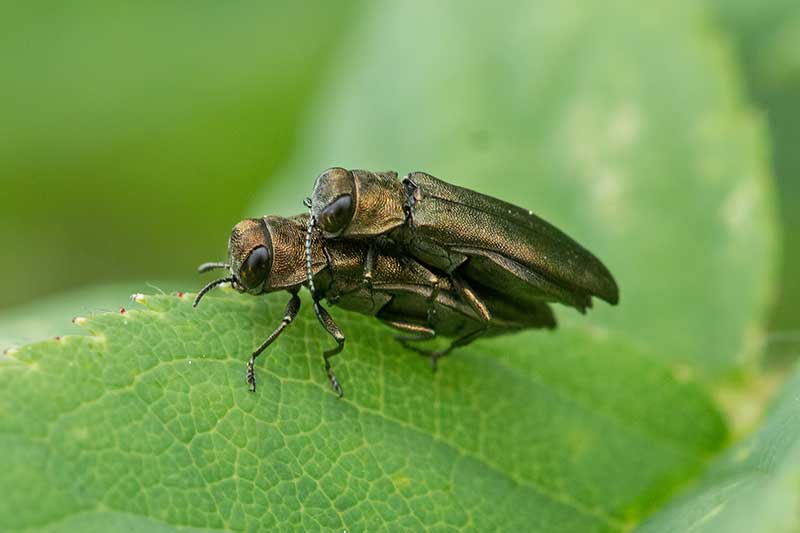 Paarung Prachtk�fer