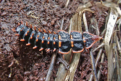 Trilobot-K�fer am Mount Kinabalu, Borneo