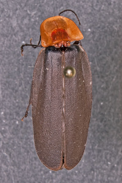 Gl�hw�rmchen M�nnchen