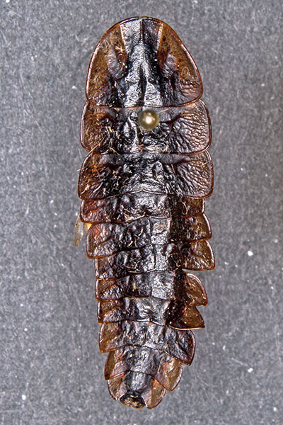 Gl�hw�rmchen Weibchen