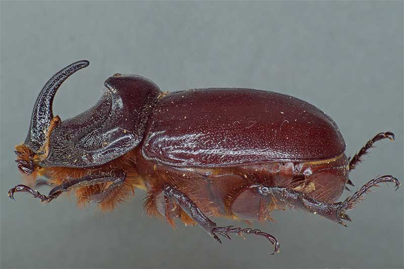 Nashornk�fer Oryctes nasicornis