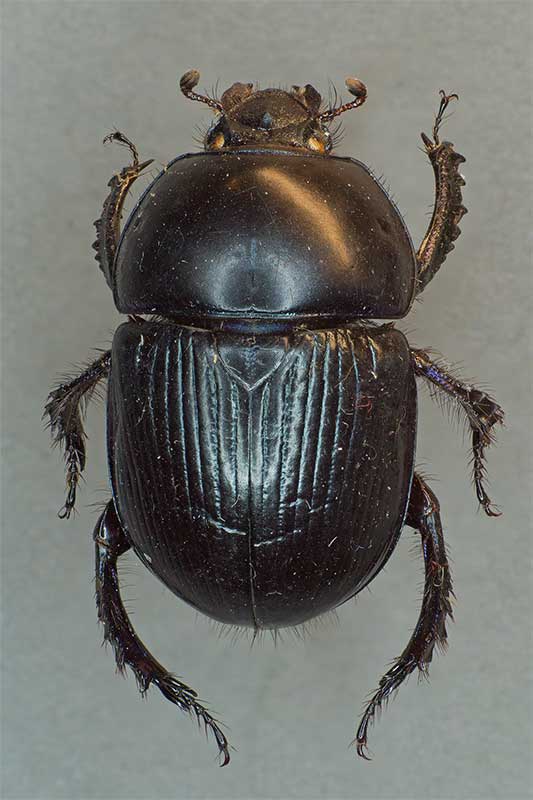 Gemeiner Mistk�fer