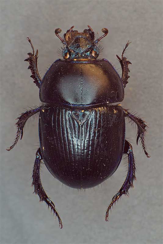 Waldmistk�fer Anoplotrupes stercorosus