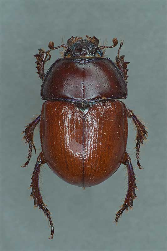 Waldmistk�fer Anoplotrupes stercorosus