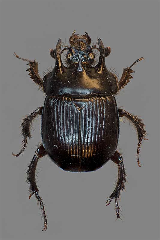Stierk�fer Typhaeus typhoeus