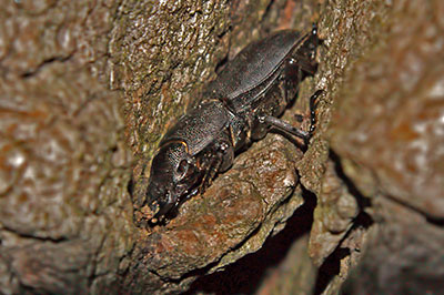 Balkenschr�ter Dorcus