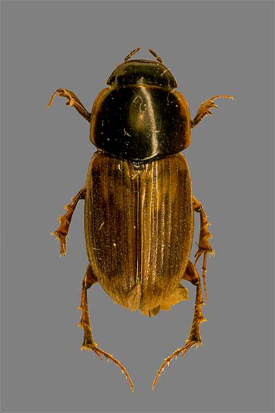 Aphodius prodromus