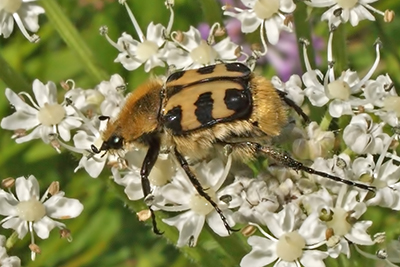 Pinselk�fer Trichius spec.