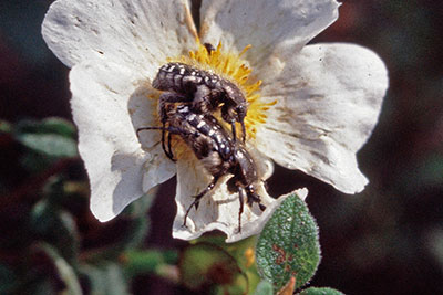 Kopula Oxythyrea funesta